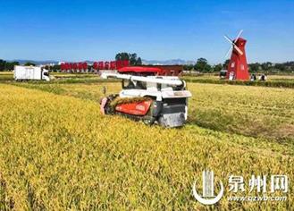金色豐收 各美其美 泉州各地的晚稻陸續進入收割期